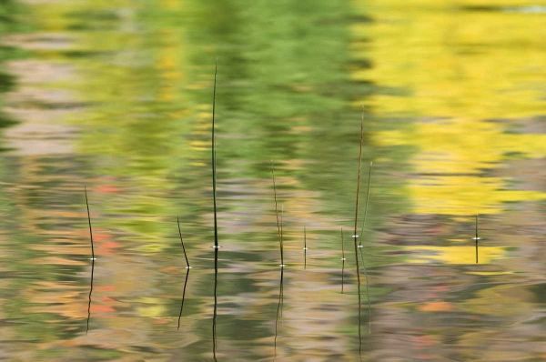 NY, Adirondacks, Reflections in water with reeds